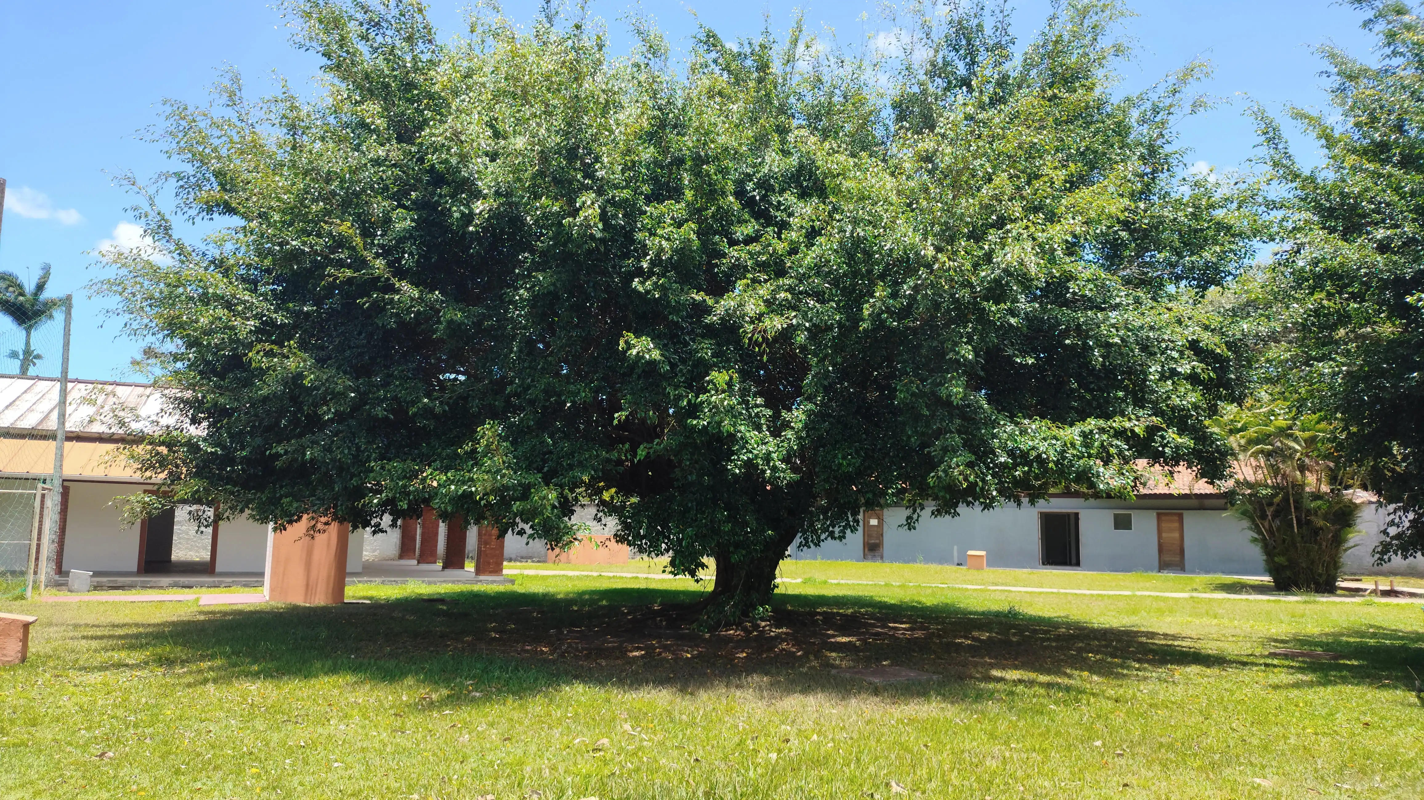 Área verde com árvore